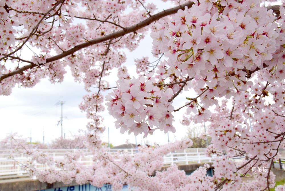 【日本遊記】奈良佐保川 關西賞櫻花景點推薦！在地人去的私房名所河櫻美翻了！