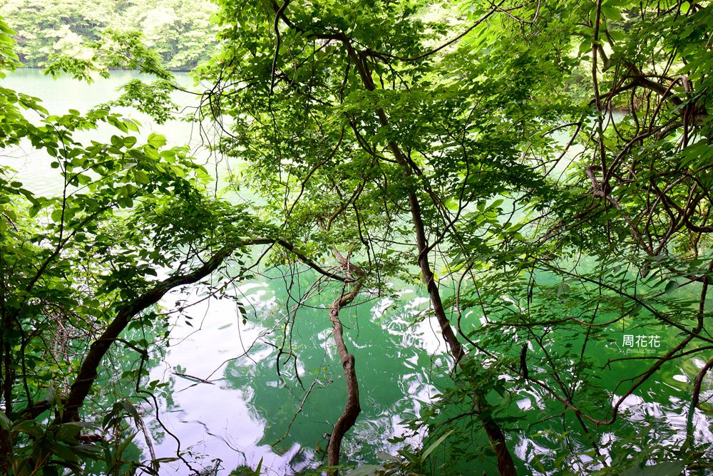 【日本遊記】東北青森縣．十二湖青池秘境散策 日本封為一生必搭一次「五能線」！