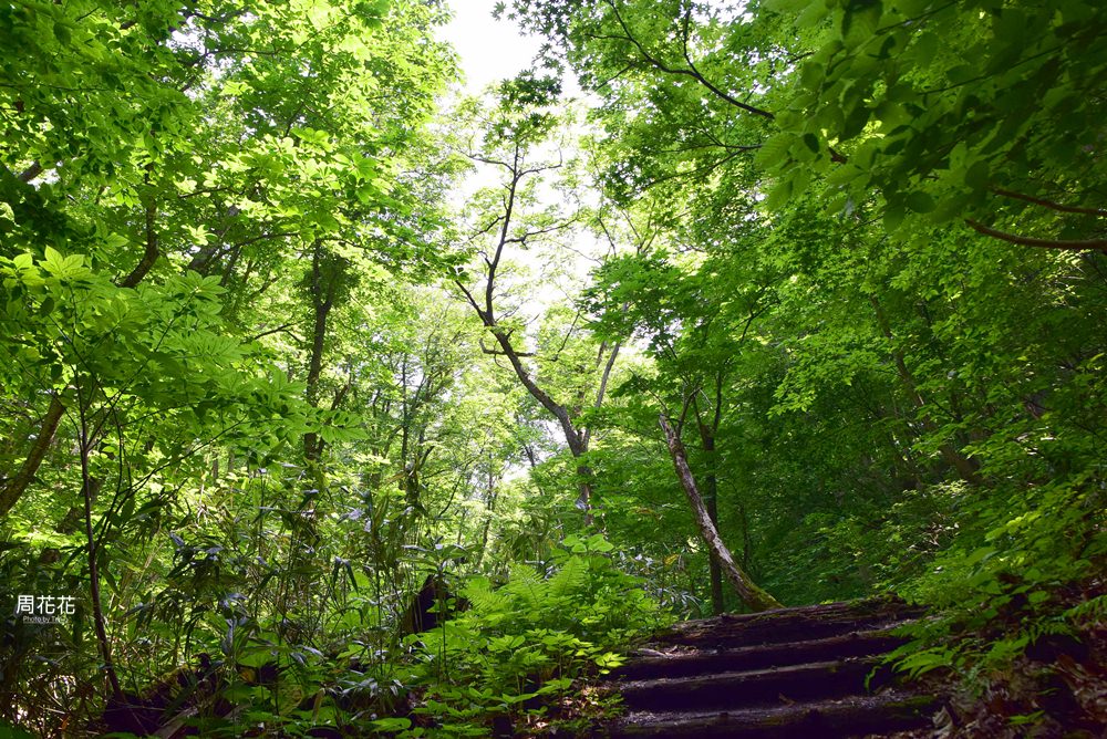 【日本遊記】東北青森縣．白神山地森林步道 前進世界自然遺產！夏天遊山散策
