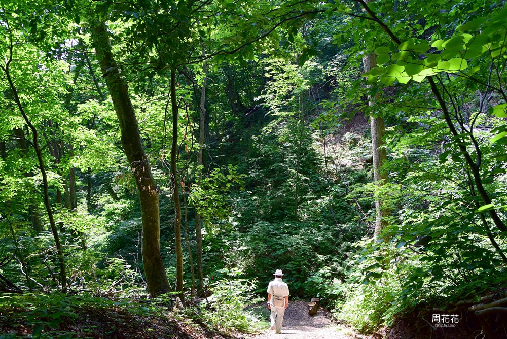 【日本遊記】東北青森縣．白神山地森林步道 前進世界自然遺產！夏天遊山散策