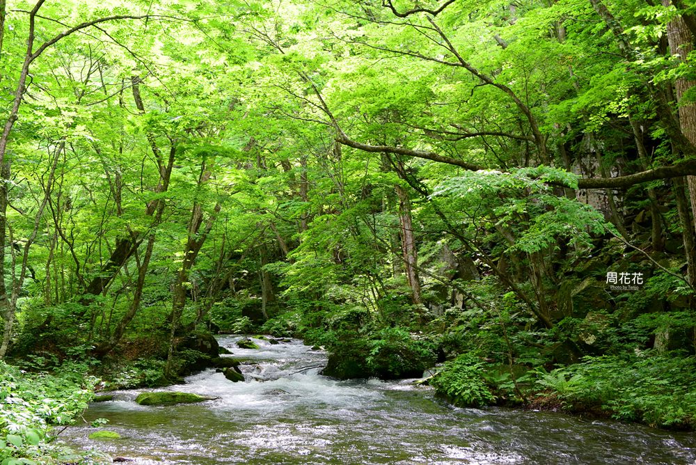 【日本遊記】東北青森縣．奥入瀬溪流 如夢似畫的人間仙境夏天散策 東京出發二日遊