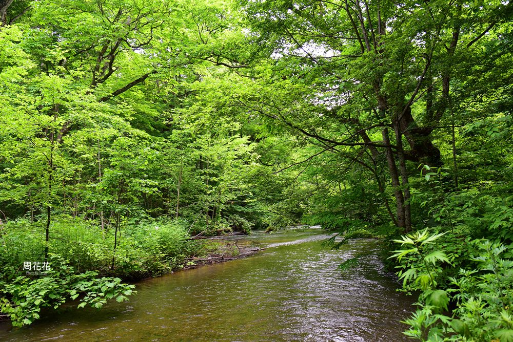 【日本遊記】東北青森縣．奥入瀬溪流 如夢似畫的人間仙境夏天散策 東京出發二日遊