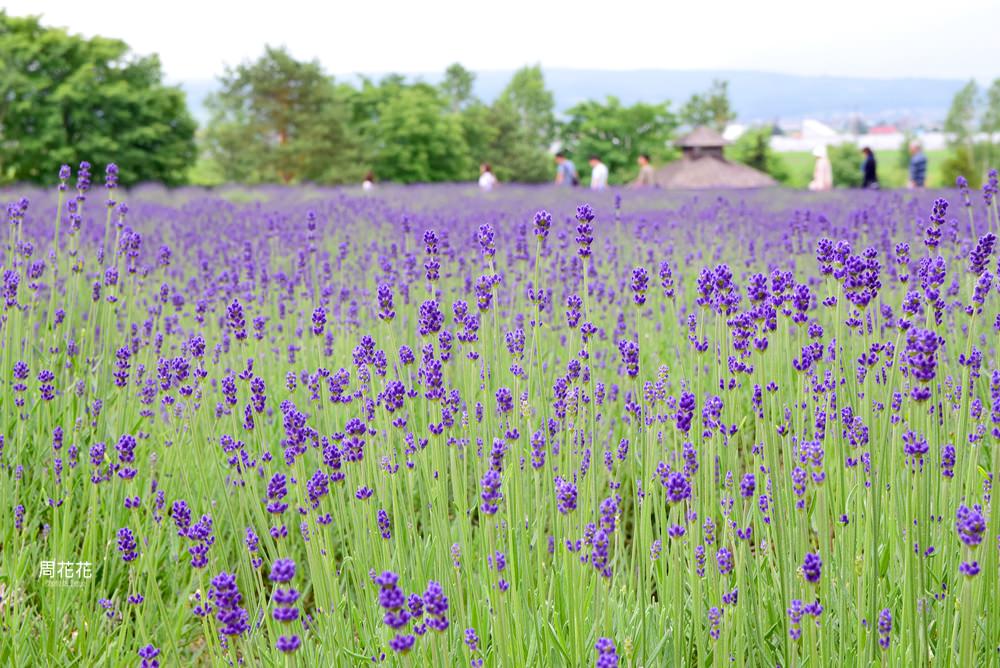 【日本遊記】北海道富良野富田農場 日本最大薰衣草花田！屬於夏季的紫色浪漫