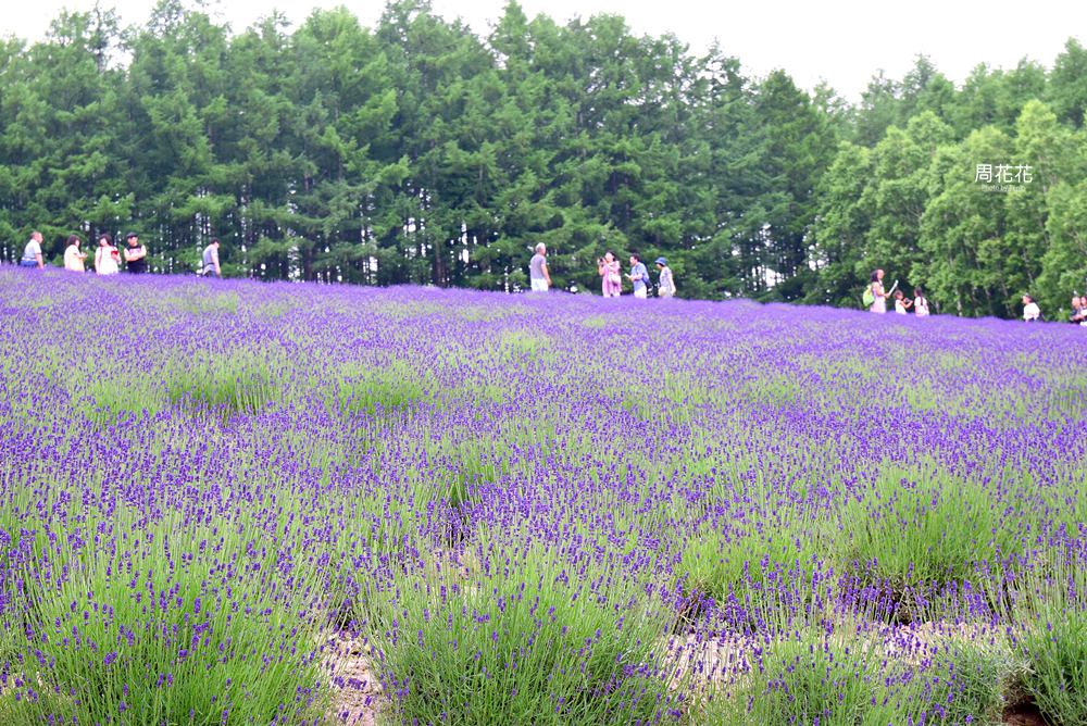 【日本遊記】北海道富良野富田農場 日本最大薰衣草花田！屬於夏季的紫色浪漫