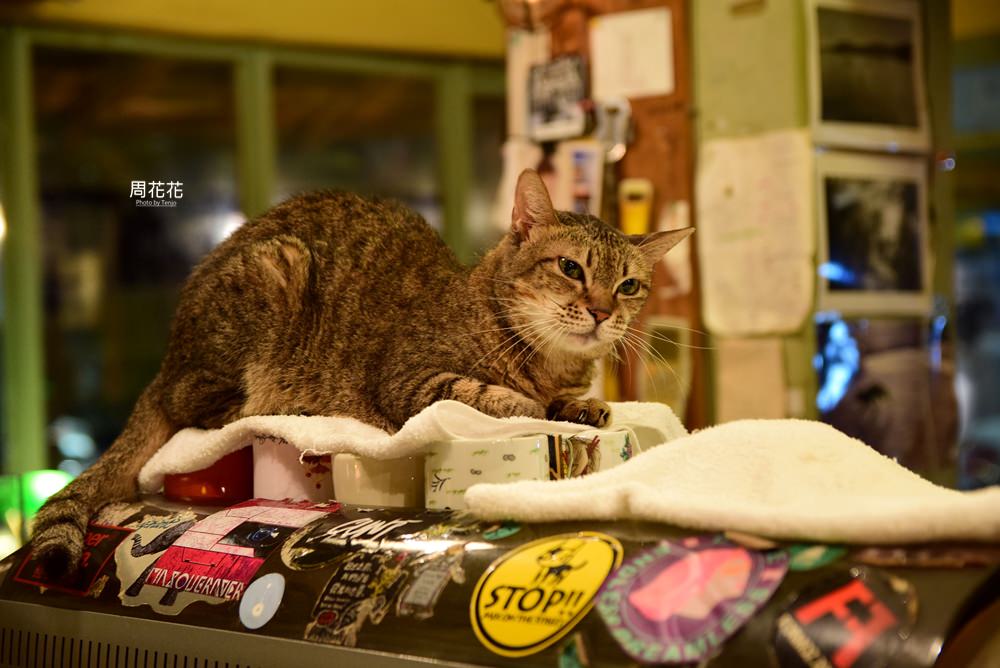 【台北食記】路上撿到一隻貓 一待就是十年的超級愛店 公館師大不限時咖啡店