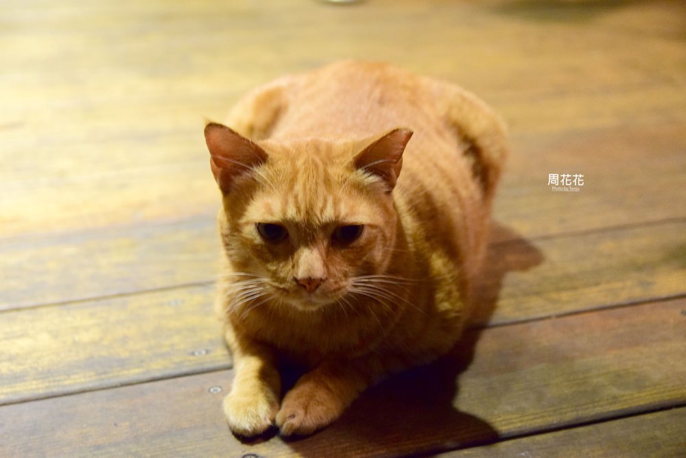 【台北食記】BarSip 餐酒 南京復興站聚會餐廳！起司手拉麵包，可愛橘貓店長相伴