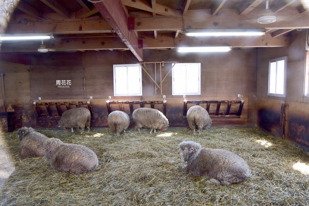 【日本遊記】羊之丘展望台 北海道札幌近郊景點推薦！克拉克博士與尋羊冒險記