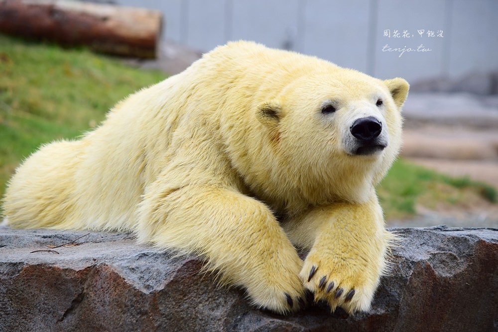 【北海道遊記】札幌市圓山動物園 超萌明星北極熊！交通方式、必買商品、園區設施總整理