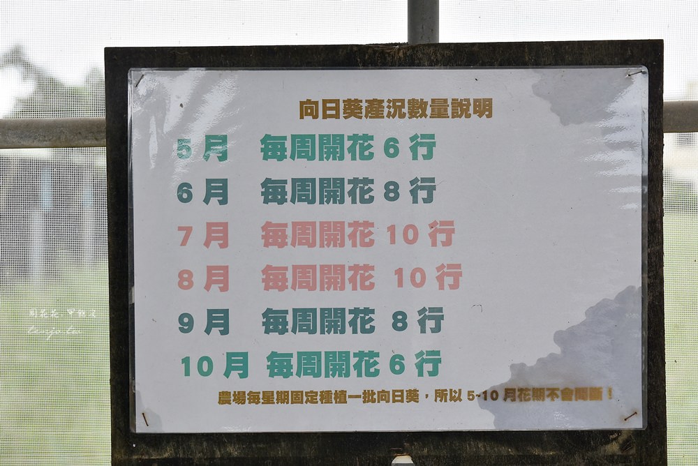 【桃園景點】向陽農場 免門票入場！北台灣最大向日葵花海，烤肉桌菜、戶外教學