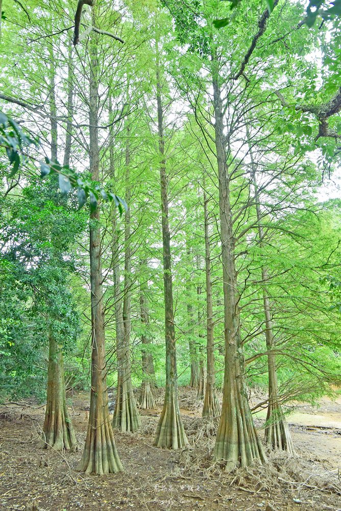【福岡秘境景點】篠栗九大の森 巨大水中落羽松！魔幻森林般絕景攝影點