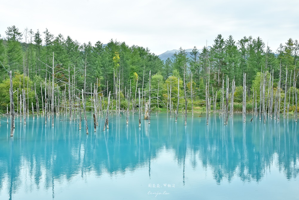 【北海道景點】美瑛青池、白鬚瀑布 蘋果桌布裡的夢幻水藍色，一生必去日本絕景