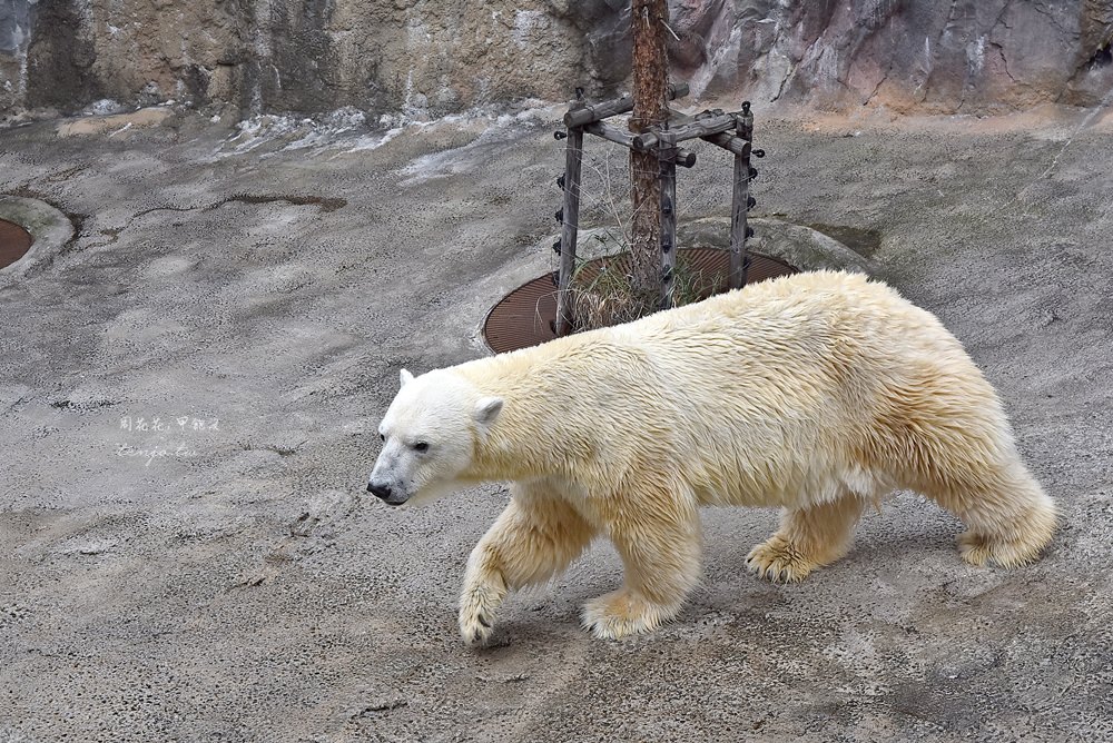 【北海道旭川景點】旭山動物園 北極熊、企鵝、海豹三大天王，札幌出發一日遊