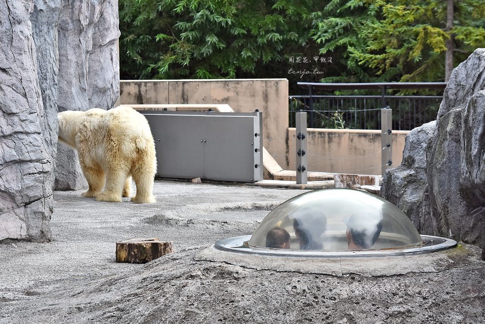 【北海道旭川景點】旭山動物園 北極熊、企鵝、海豹三大天王，札幌出發一日遊