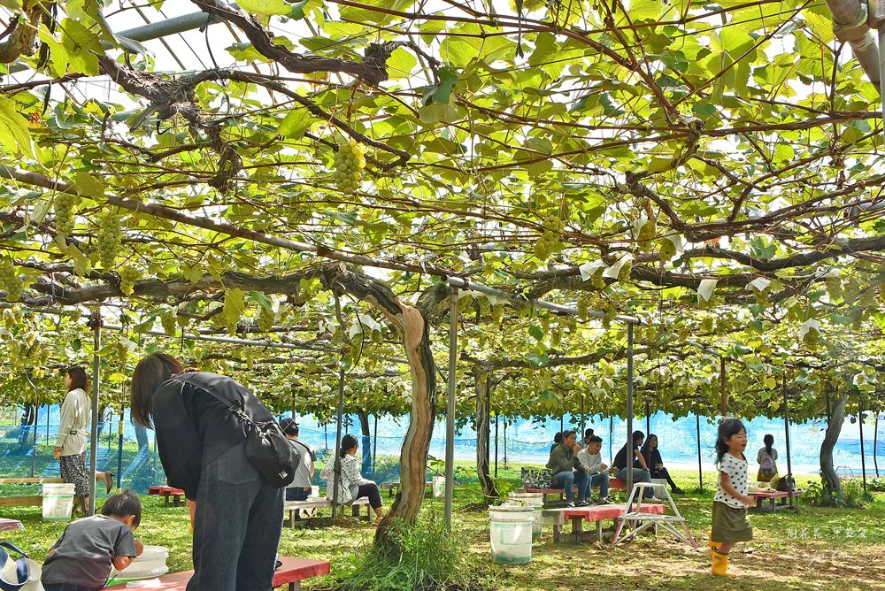 【日本東北】王將果樹園 山形現採櫻桃、水蜜桃、葡萄、蘋果無限吃500円起