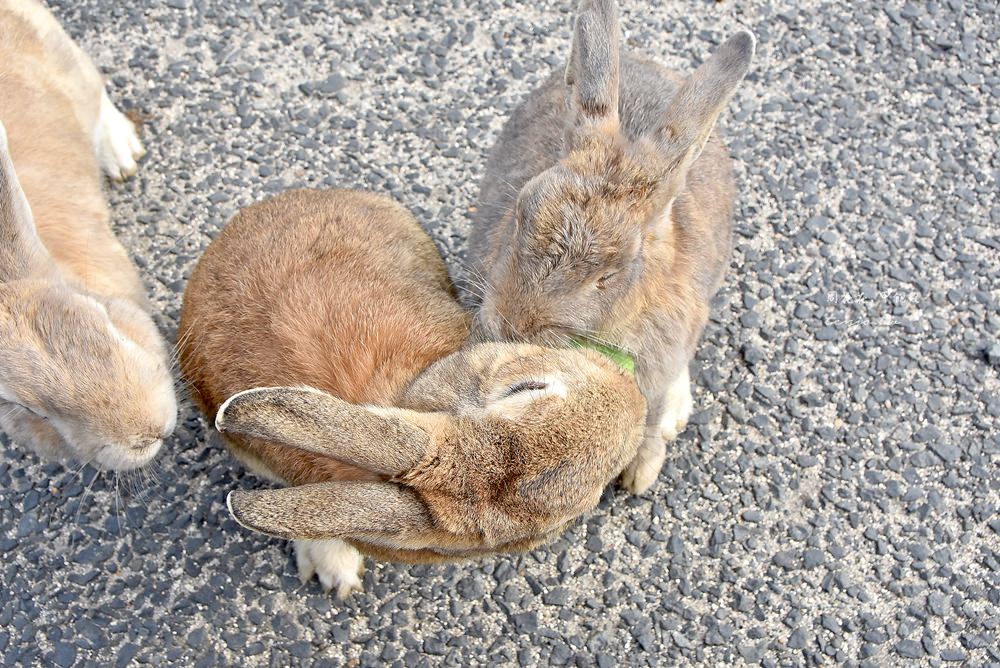 【廣島景點】大久野島兔島 上千隻兔子圍繞的療癒！交通船班資訊、岡山大阪如何前往