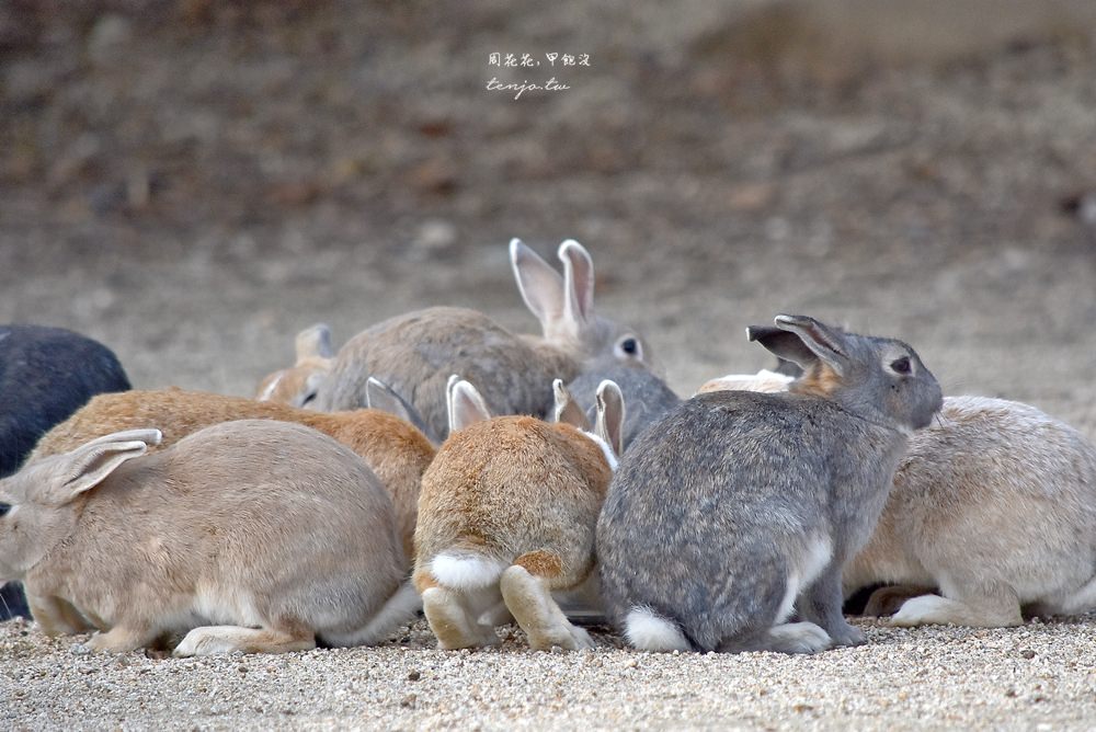 【廣島景點】大久野島兔島 上千隻兔子圍繞的療癒！交通船班資訊、岡山大阪如何前往