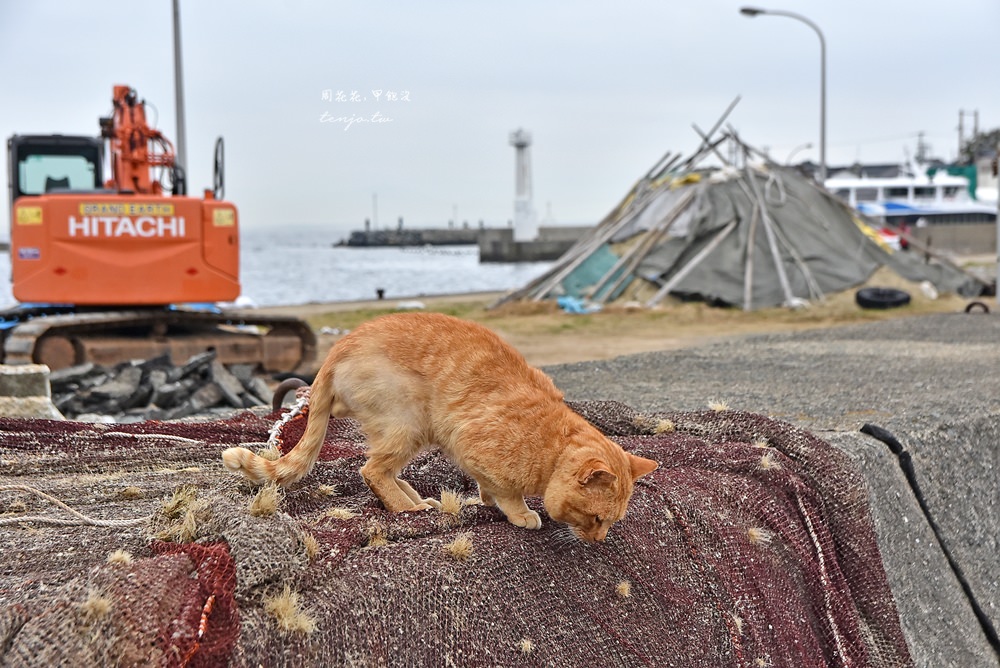 【九州福岡景點】相島 CNN評選世界六大貓島！前往交通方式、船班時間，冬天也推薦