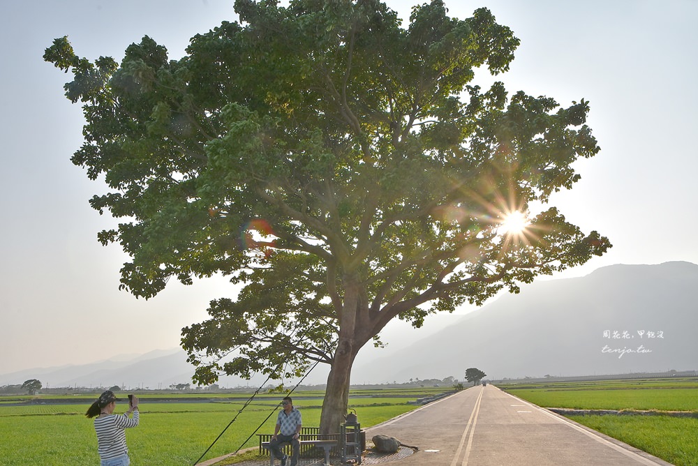 【台東景點推薦】池上伯朗大道、金城武樹、大坡池 騎腳踏車穿梭翠綠稻田間