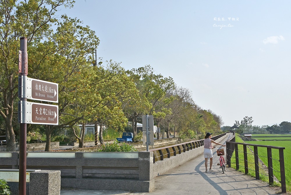 【台東景點推薦】池上伯朗大道、金城武樹、大坡池 騎腳踏車穿梭翠綠稻田間