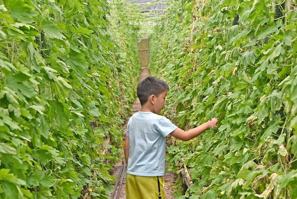 【新竹關西景點】金勇DIY休閒農場 免門票免費入場！親子旅遊採番茄草莓、苦瓜小黃瓜