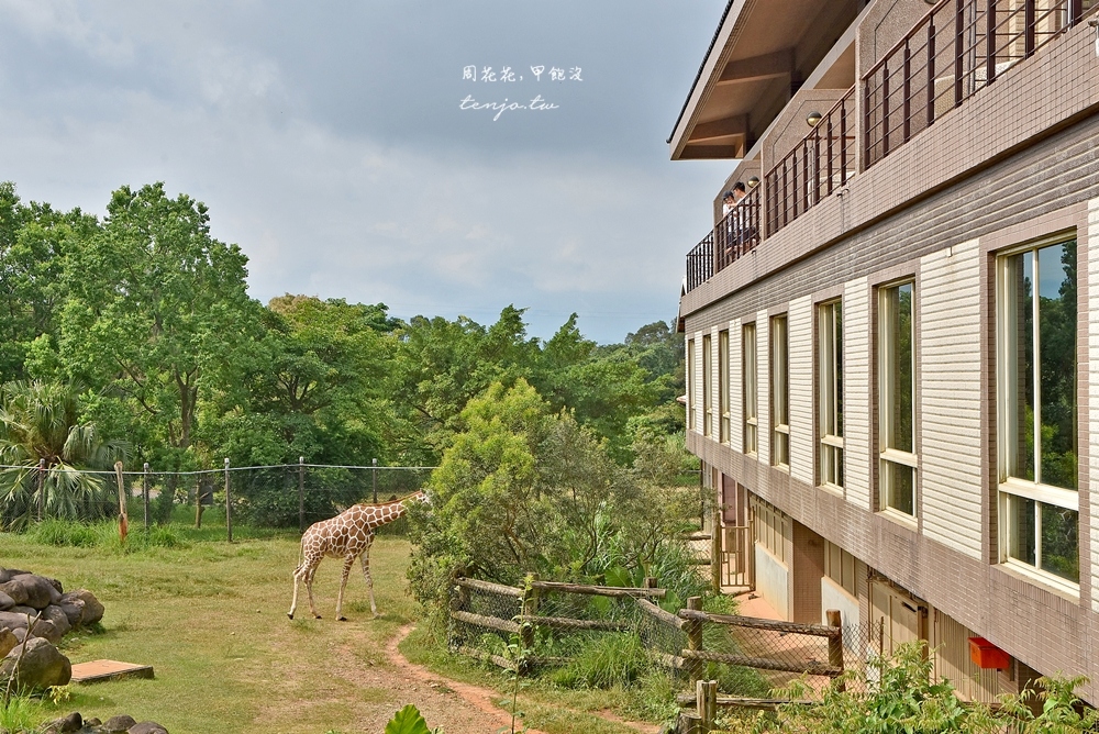 【新竹親子住宿】關西六福莊生態度假旅館 打開窗戶就是長頸鹿！房型房價/早餐晚餐