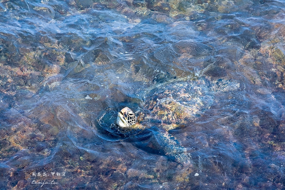 【小琉球景點推薦】龍蝦洞 人氣ig拍照景點！天然珊瑚礁岩海蝕溝，海龜多到近在腳邊