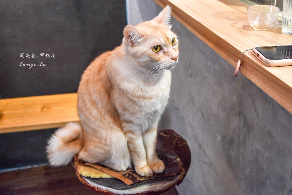【台大公館美食】Half coffee半室咖啡 近期最愛台北肉桂捲推薦！三隻店貓坐檯有加分