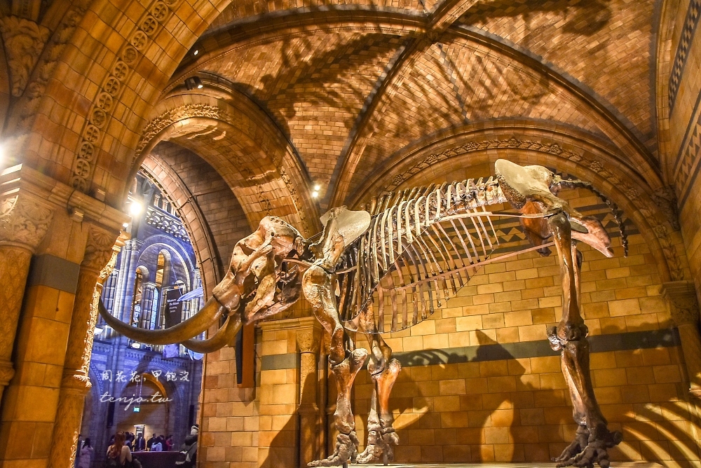 【英國免費景點】自然史博物館 我最愛的倫敦博物館！巨大藍鯨化石推薦恐龍迷一定要來