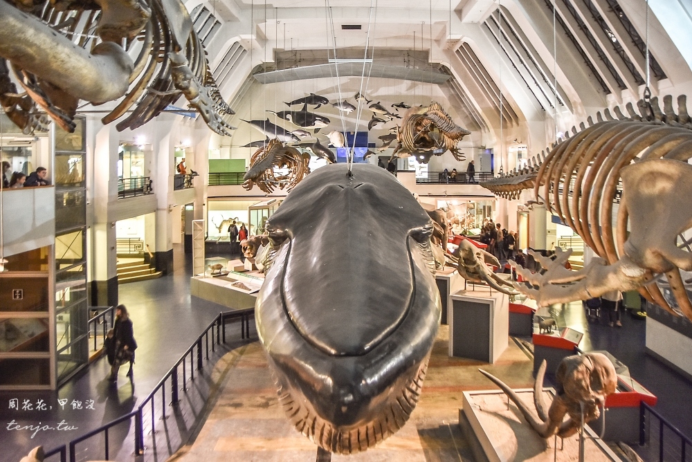 【英國免費景點】自然史博物館 我最愛的倫敦博物館！巨大藍鯨化石推薦恐龍迷一定要來