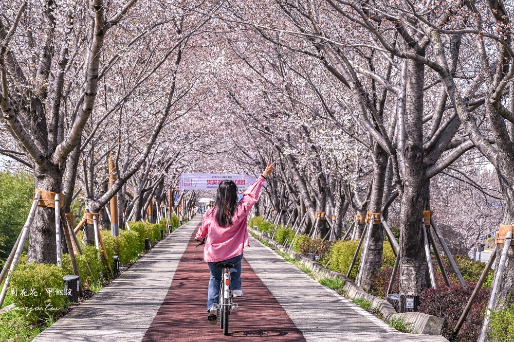 【釜山景點】大渚生態公園 騎腳踏車漫遊櫻花隧道、韓國最大油菜花田交通方便搭地鐵就到