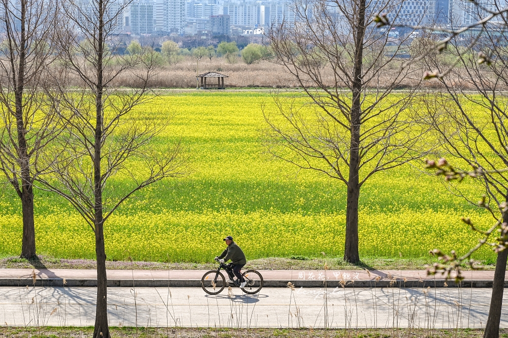 【釜山景點】大渚生態公園 騎腳踏車漫遊櫻花隧道、韓國最大油菜花田交通方便搭地鐵就到
