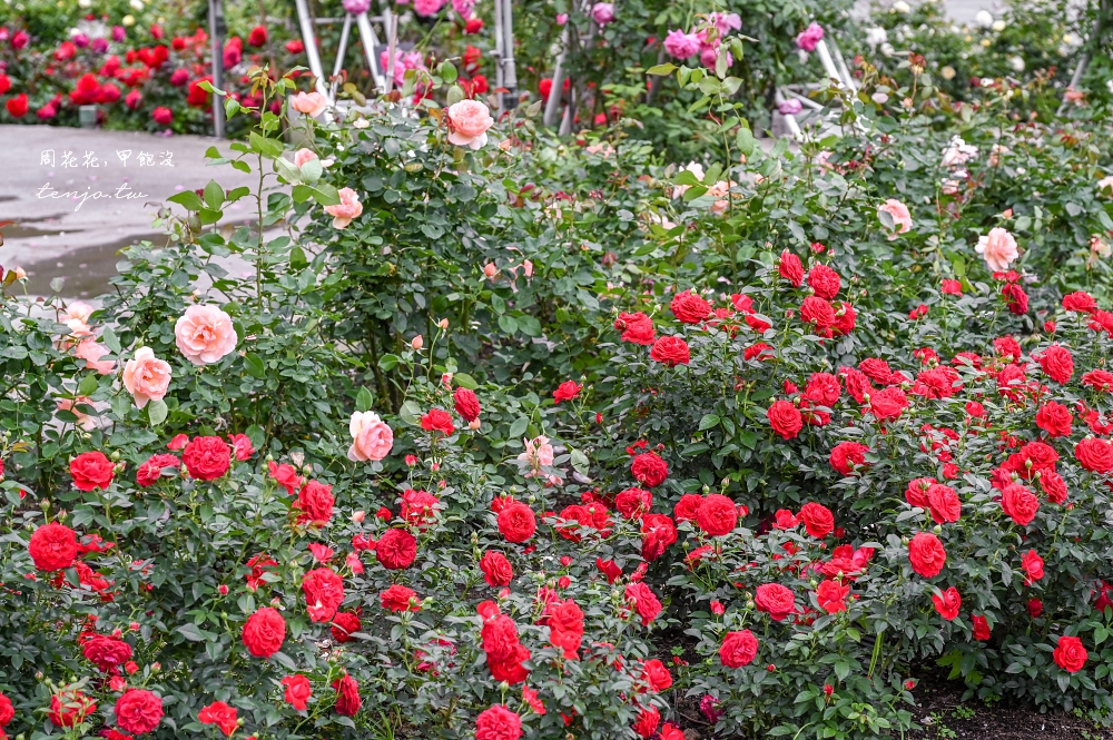【苗栗景點】雅聞七里香玫瑰森林 全台唯一山型為主題綠野仙蹤玫瑰花園免門票免費入園！