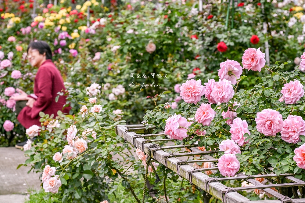【苗栗景點】雅聞七里香玫瑰森林 全台唯一山型為主題綠野仙蹤玫瑰花園免門票免費入園！