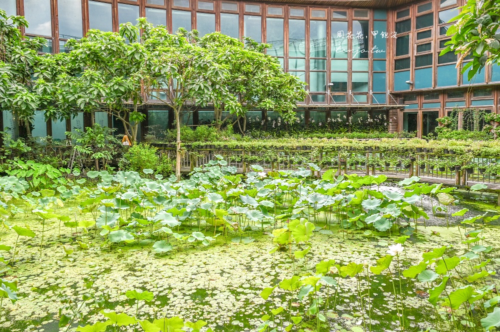 【圓山咖啡店推薦】天使生活館 隱身花博新生園區超美花園咖啡廳！150元就能賞花喝咖啡