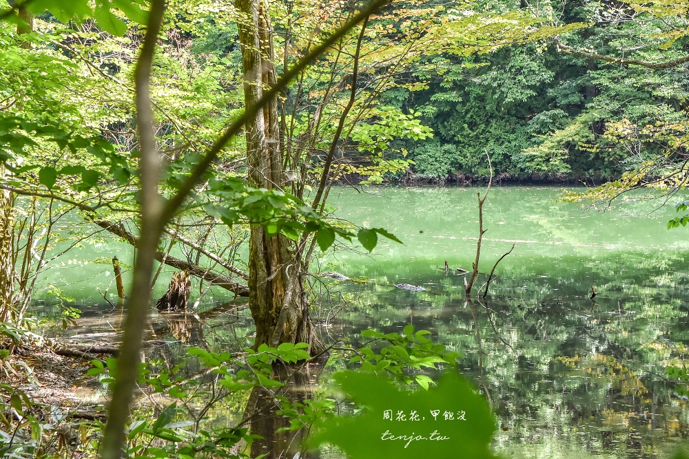 【青森秘境景點】白神山地十二湖青池 青藍色絕美湖景！如何前往交通攻略一日遊行程規劃