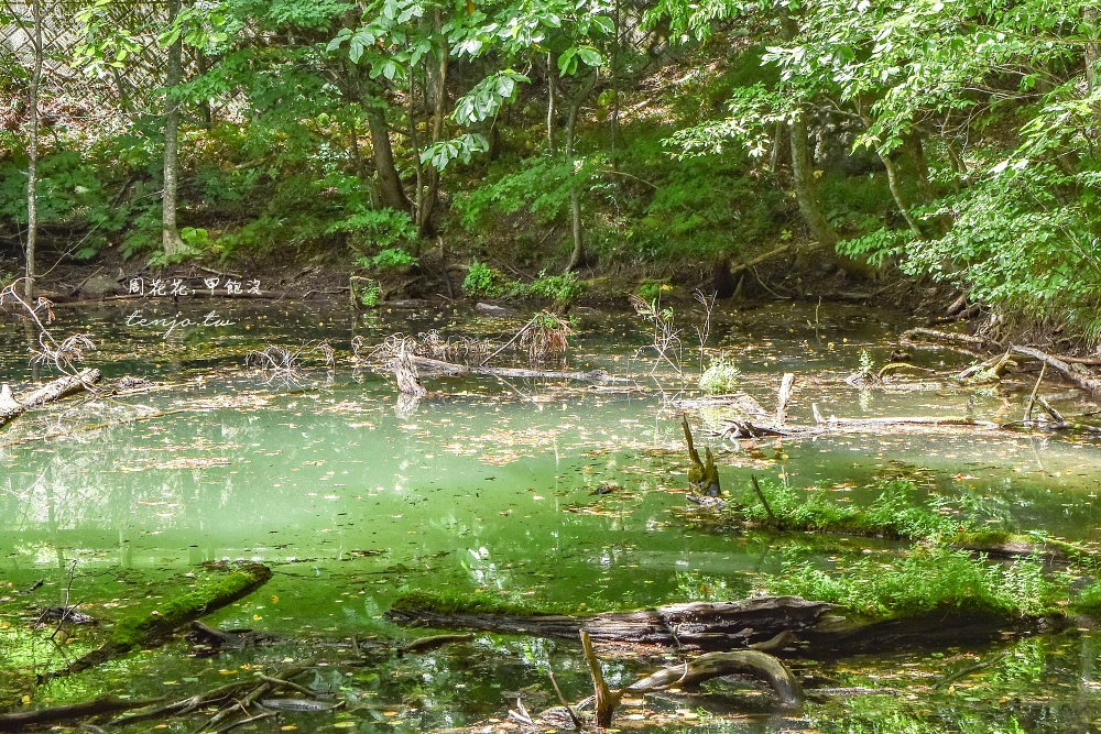 【青森秘境景點】白神山地十二湖青池 青藍色絕美湖景！如何前往交通攻略一日遊行程規劃