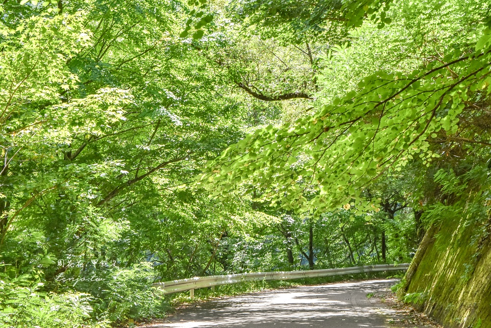 【青森秘境景點】白神山地十二湖青池 青藍色絕美湖景！如何前往交通攻略一日遊行程規劃