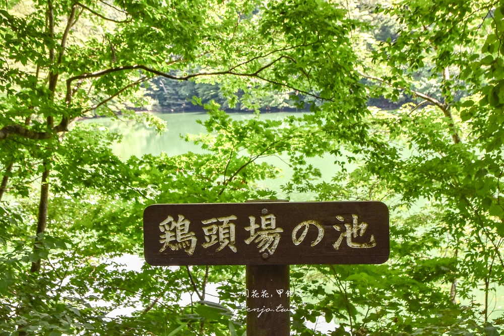 【青森秘境景點】白神山地十二湖青池 青藍色絕美湖景！如何前往交通攻略一日遊行程規劃