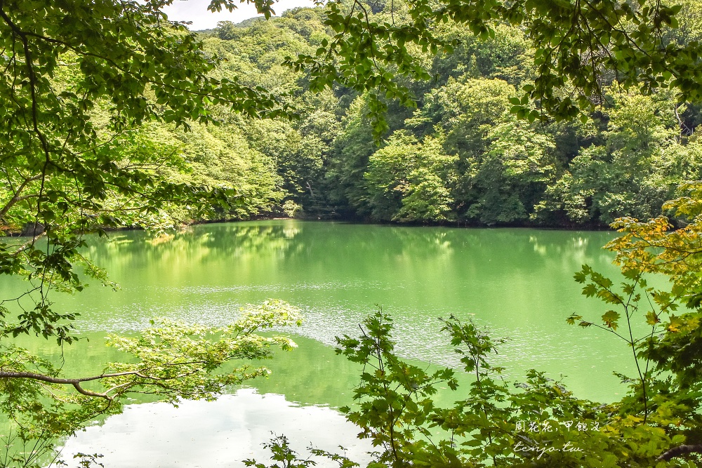 【青森秘境景點】白神山地十二湖青池 青藍色絕美湖景！如何前往交通攻略一日遊行程規劃