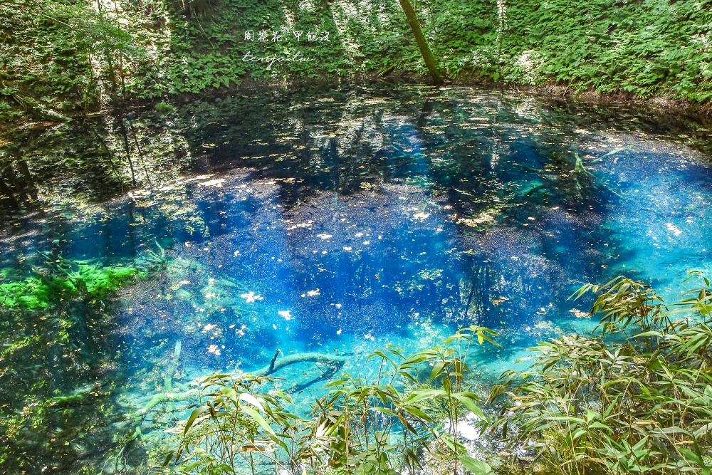 【青森秘境景點】白神山地十二湖青池 青藍色絕美湖景！如何前往交通攻略一日遊行程規劃