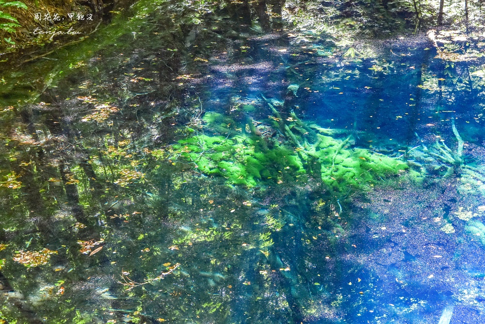 【青森秘境景點】白神山地十二湖青池 青藍色絕美湖景！如何前往交通攻略一日遊行程規劃