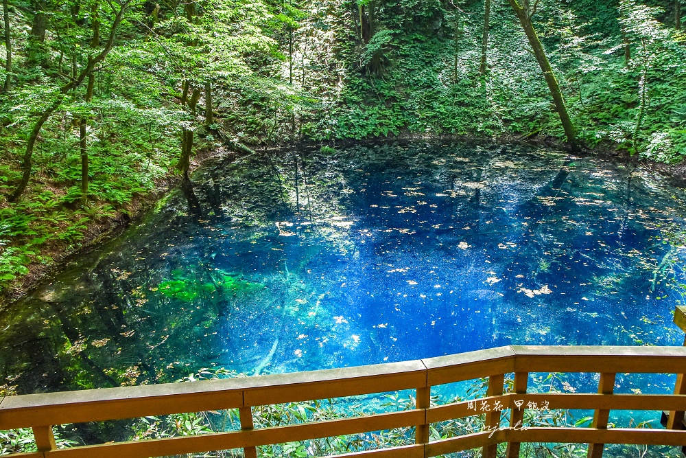 【青森秘境景點】白神山地十二湖青池 青藍色絕美湖景！如何前往交通攻略一日遊行程規劃