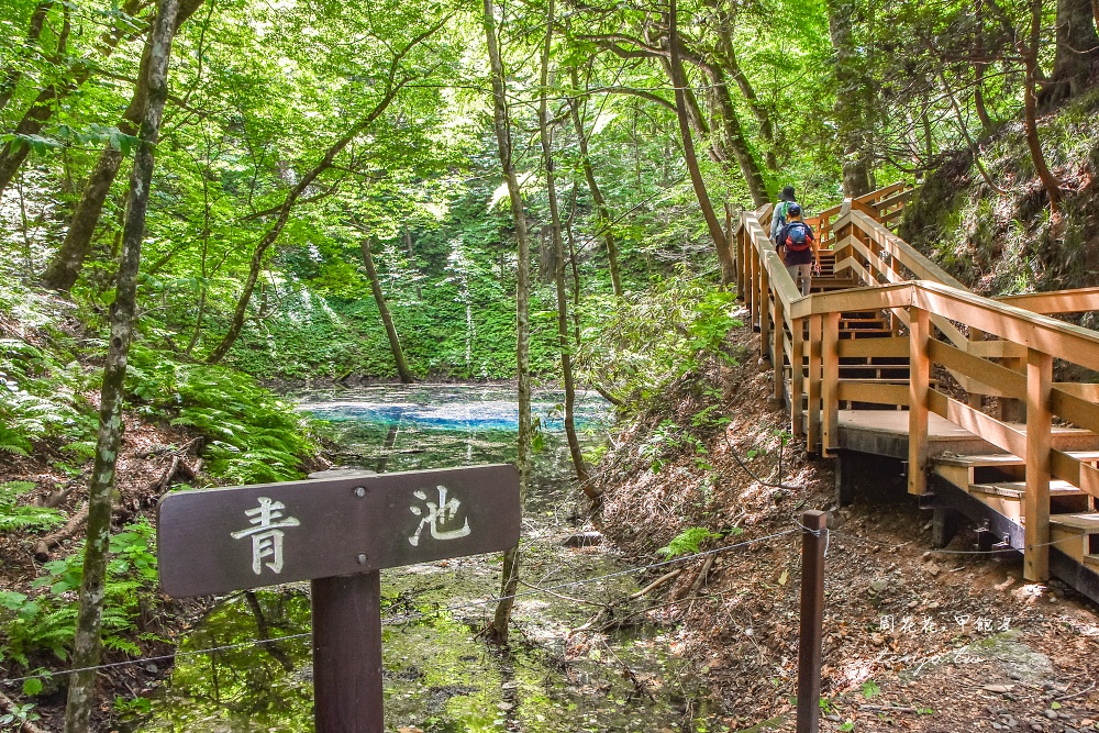 【青森秘境景點】白神山地十二湖青池 青藍色絕美湖景！如何前往交通攻略一日遊行程規劃