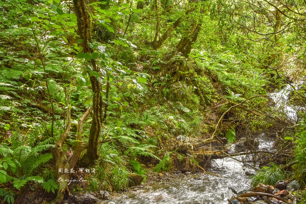 【青森秘境景點】白神山地十二湖青池 青藍色絕美湖景！如何前往交通攻略一日遊行程規劃