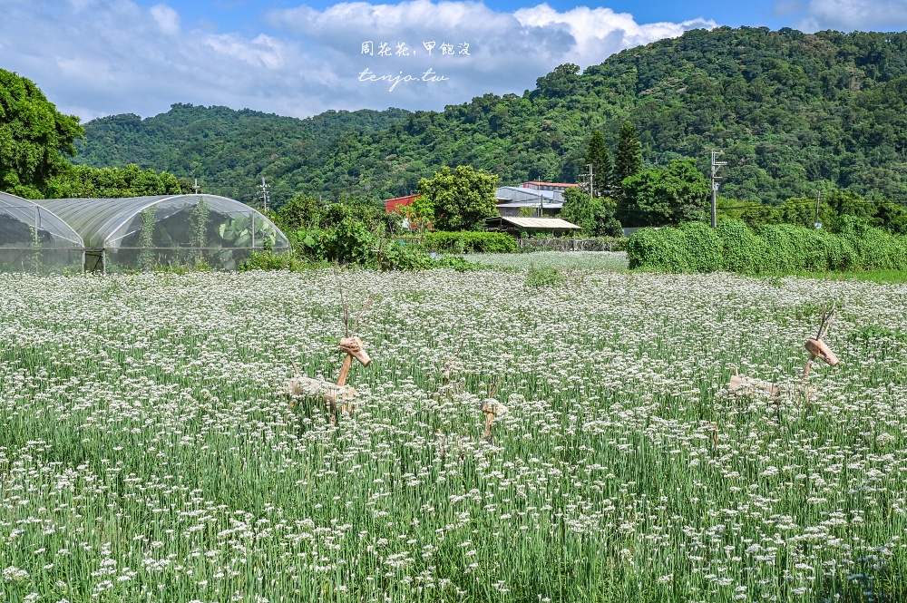 【2024桃園大溪韭菜花季】季節限定浪漫九月雪！五大裝置藝術超好拍免門票免費參觀拍照