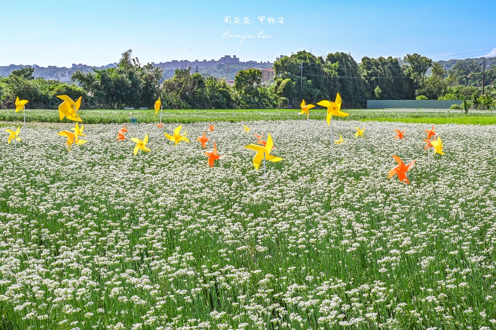 【2024桃園大溪韭菜花季】季節限定浪漫九月雪！五大裝置藝術超好拍免門票免費參觀拍照