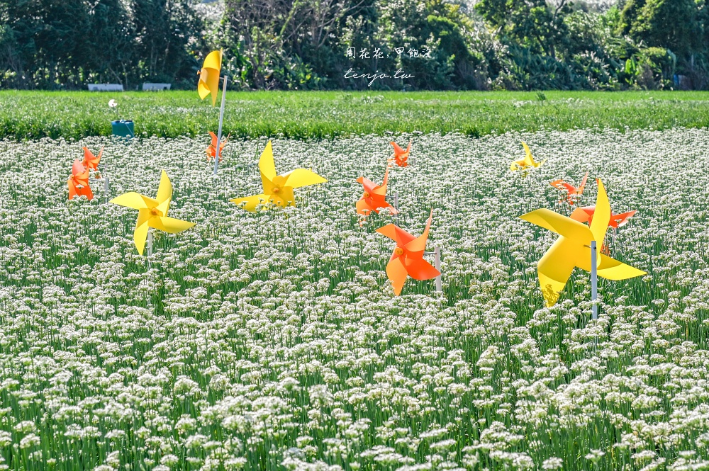 【2024桃園大溪韭菜花季】季節限定浪漫九月雪！五大裝置藝術超好拍免門票免費參觀拍照