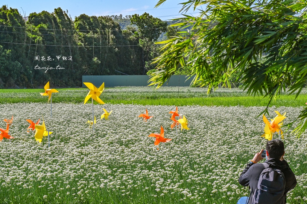 【2024桃園大溪韭菜花季】季節限定浪漫九月雪！五大裝置藝術超好拍免門票免費參觀拍照