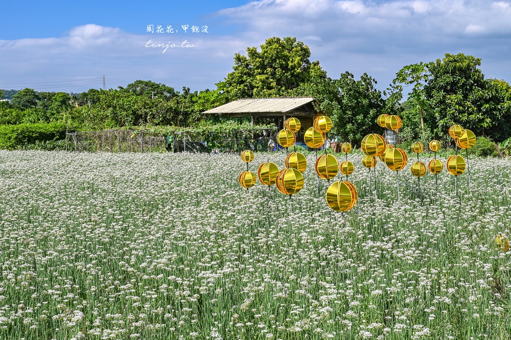 【2024桃園大溪韭菜花季】季節限定浪漫九月雪！五大裝置藝術超好拍免門票免費參觀拍照