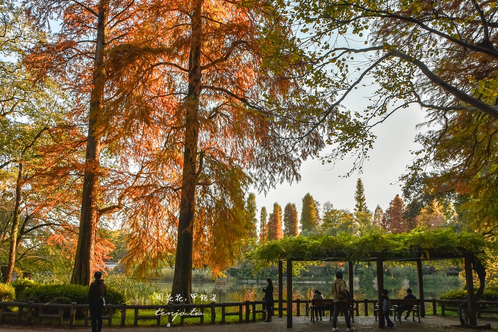 【東京吉祥寺景點】井之頭恩賜公園 秋天賞紅葉景點推薦！在楓葉樹下絕美池畔浪漫野餐